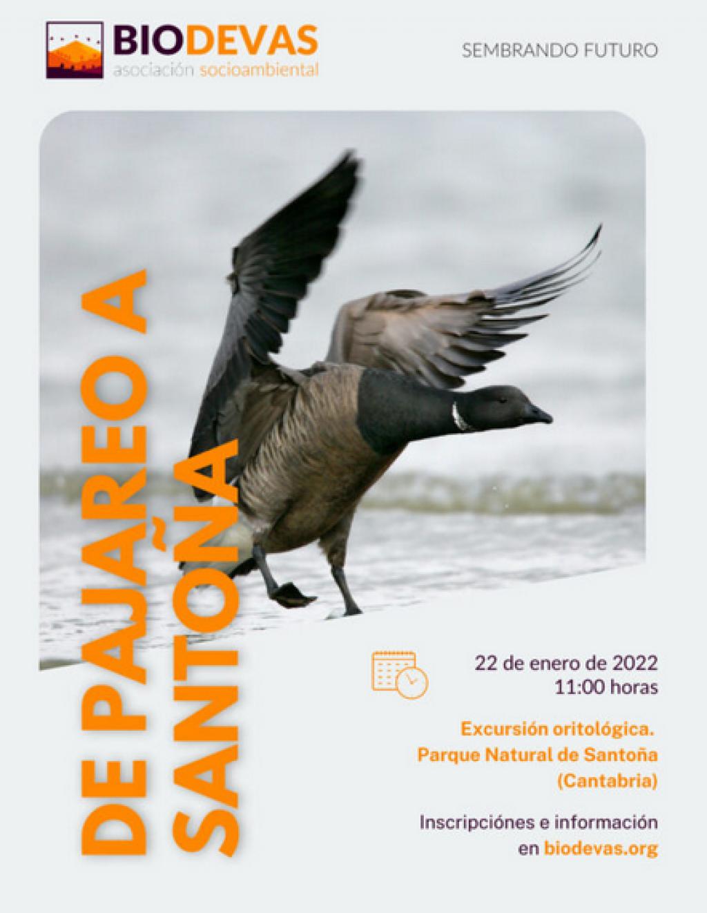 El Tapin - La Asociación Biodevas  organiza una excursión ornitológica a Santoña el 22 de enero
