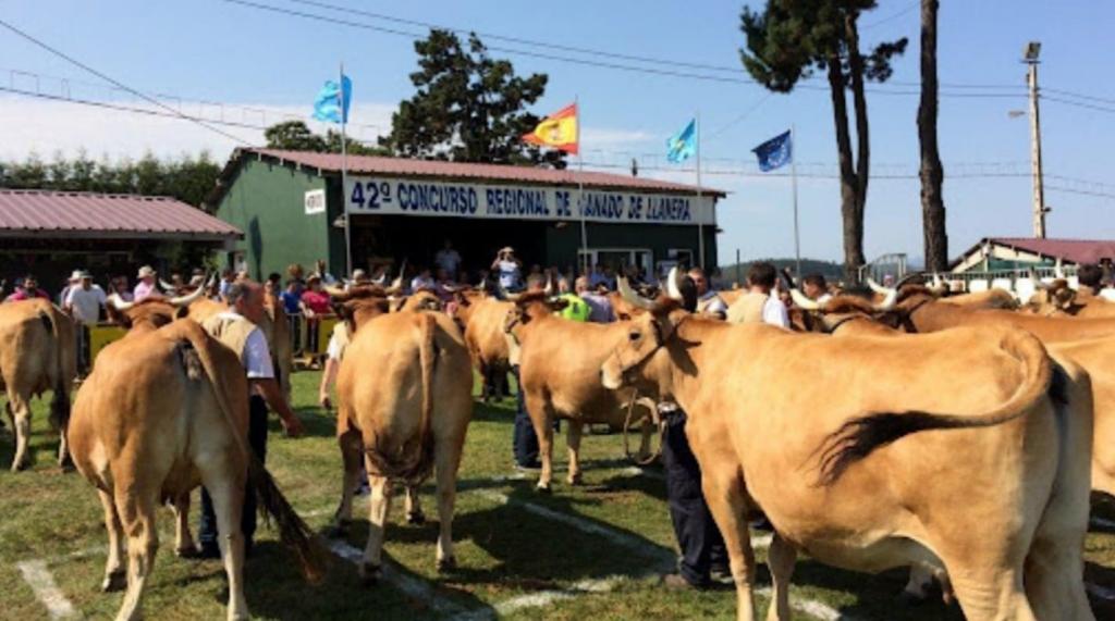 El Tapin - El PP de Llanera denuncia que los ganaderos que participaron en el concurso de agosto han cobrado dos meses y medio después