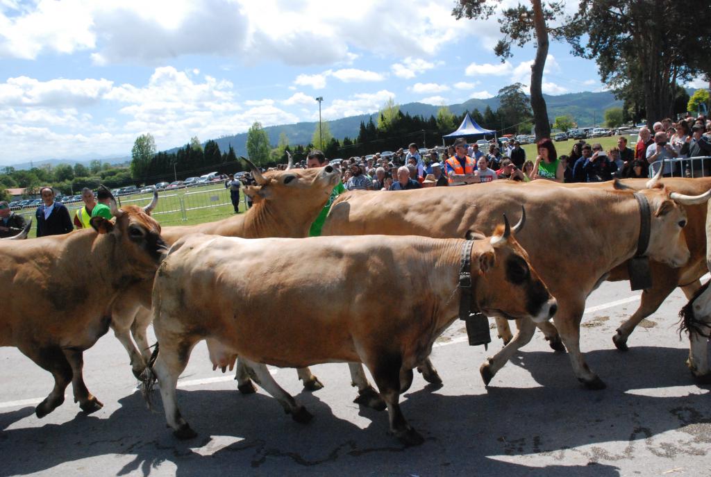 El Tapin - El desfile de carros y animales dará el pistoletazo de salida a la Feria de San Isidro el próximo sábado 