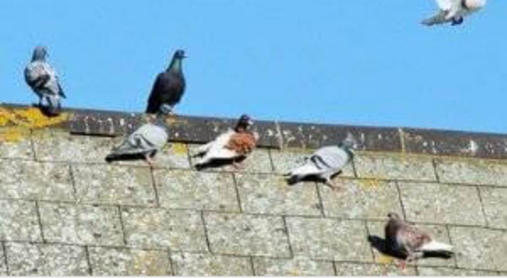 El Tapin - Tú opinión es importante: ¿Son un problema en Llanera las palomas?