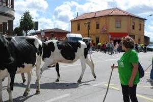 El Tapin - Las campañas de saneamiento ganadero logran la declaración de Asturias como zona libre de tuberculosis bovina
