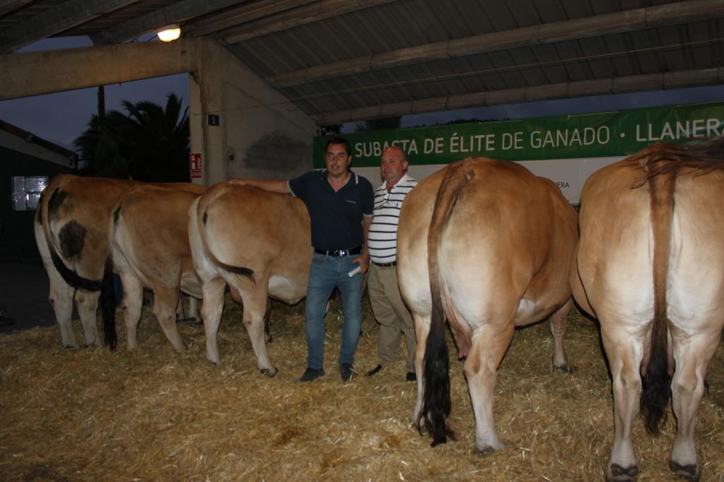 El Tapin - El restaurante El Rincón Asturiano de Madrid se llevó cinco vacas en la Subasta Élite de Llanera por unos 22.850 euros