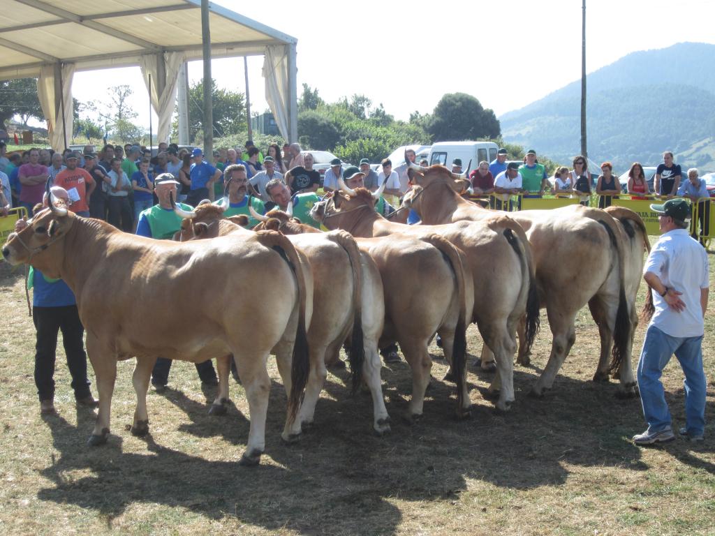 El Tapin - 27 ganaderías locales acudirán al certamen de ganado de Las Regueras