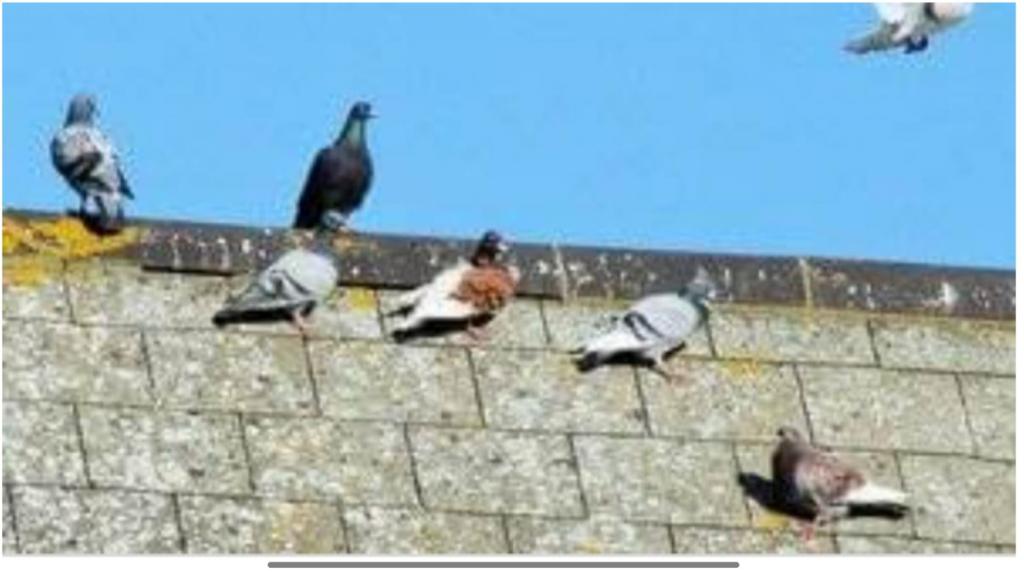 El Tapin - Ciudadanos y Vox consideran necesario controlar a las palomas eliminando los nidos y tomando medidas en las casas deshabitadas