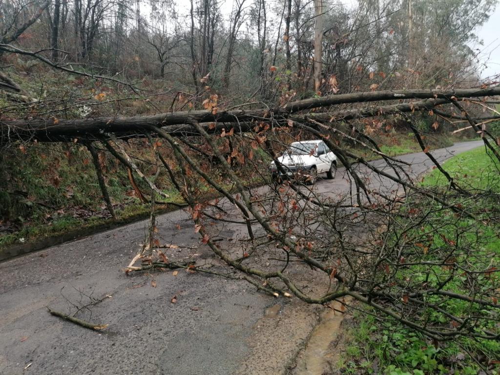 El Tapin - Los vecinos que hacen uso de la carretera de Arlós piden una solución a la caída de árboles al vial