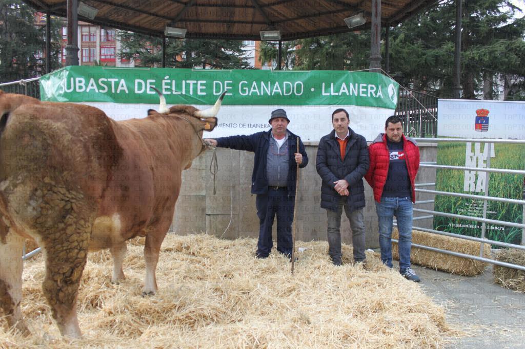 El Tapin - La vaca “Garbosa” partió de Llanera rumbo a Madrid, donde será degustada en “El Rincón Asturiano”