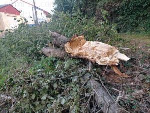 El Tapin - Los vecinos de la calle La Luna en Lugones solicitan que se retire una rama de un árbol que cayó hace unos días 
