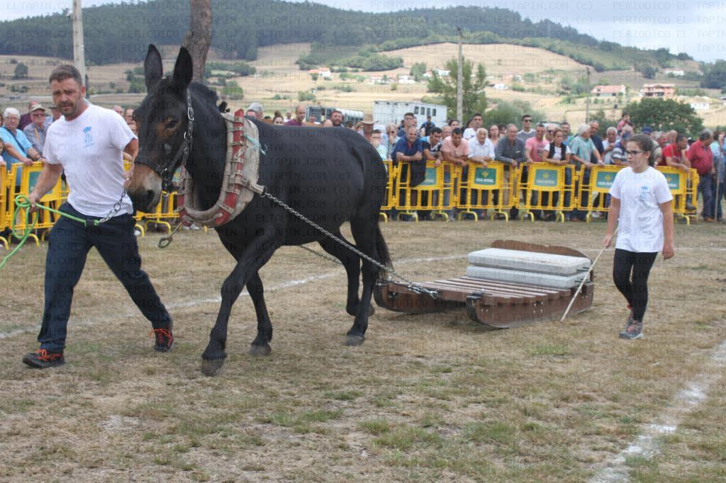 El Tapin - El Concurso de Ganado de Llanera contó con el primer arrastre de mulas