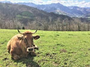 El Tapin - El Gobierno de Asturias aprueba ayudas por valor de 5,2 millones para paliar los efectos de la guerra y la sequía en el sector ganadero