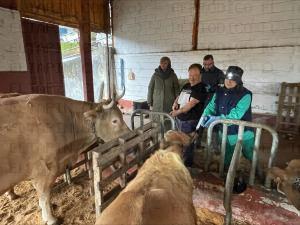El Tapin - Medio Rural inicia hoy la campaña gratuita de vacunación frente a la lengua azul para proteger a 320.000 vacas y 60.000 ovejas