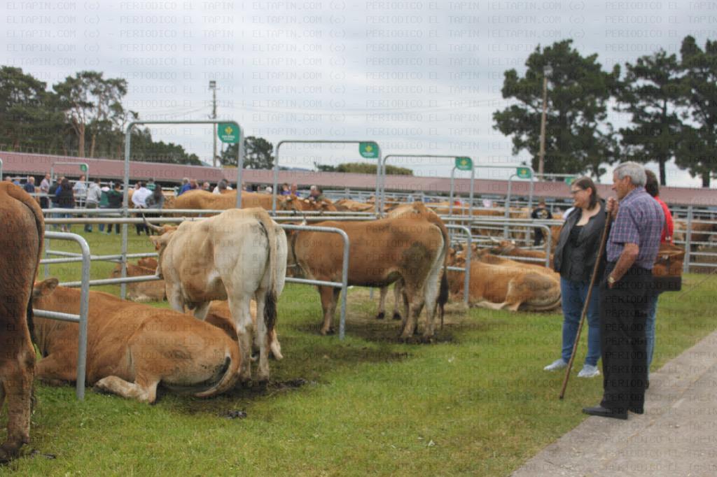 El Tapin - La Feria de San Isidro congregó a 5.000 animales en el recinto ferial de Llanera