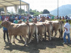 El Tapin - Las Regueras prepara el XXXIV Concurso Exposición de Ganado Vacuno