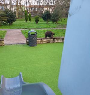 El Tapin - Un jabalí se pasea por un parque infantil de la Urbanización de La Fresneda e intenta atacar a dos perros