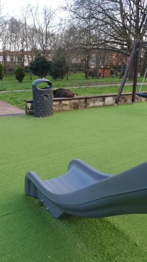 El Tapin - Dos guardas realizarán una batida por la Urbanización de La Fresneda para encontrar al jabalí 