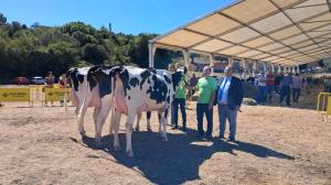 El Tapin - GALERÍA DE IMÁGENES: Ganadores del XXXV Concurso Exposición de Ganado Vacuno de Las Regueras