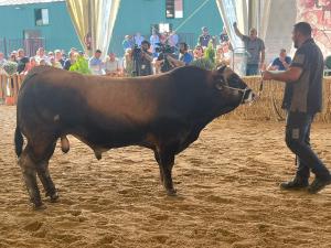 El Tapin - Los sementales de la raza Asturiana de los Valles arrasan en Salamanca 