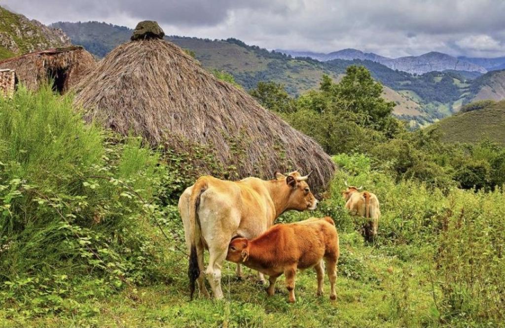 El Tapin - Medio Rural habilita el mercado de La Pola Siero los jueves como punto de carga y venta de terneros y potros asturianos menores de un año