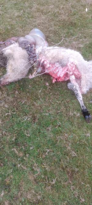 El Tapin - USAGA denuncia ataques diarios de lobo en Llanera