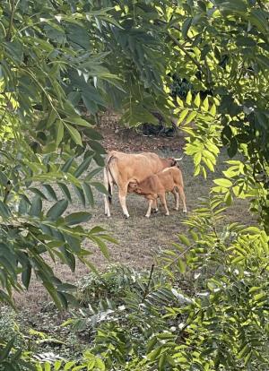 El Tapin - Medio Rural prorroga hasta el 1 de diciembre la suspensión del mercado nacional de La Pola Siero para frenar la expansión de la dermatosis nodular