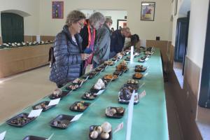 El Tapin - Casi 280 setas diferentes pueden verse en las XXXV Jornadas Micológicas de Pañeda Nueva