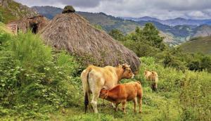 El Tapin - Medio Rural prorroga hasta el 15 de diciembre la suspensión del mercado nacional de La Pola Siero para frenar la dermatosis nodular