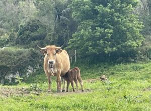 El Tapin - Medio Rural prorroga hasta el 31 de diciembre la suspensión del mercado nacional de La Pola Siero para frenar la dermatosis nodular