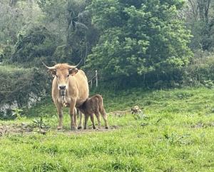 El Tapin - Medio Rural prorroga hasta el 18 de enero la suspensión del mercado nacional de La Pola Siero para frenar la dermatosis nodular