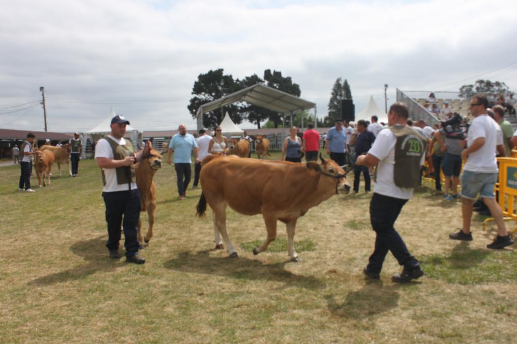 El Concurso Nacional de la Raza Asturiana de los Valles, aplazado por la situación sanitaria