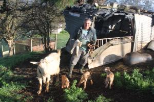 El Tapin - La cabra, Milagros, ha batido récord pariendo 5 crías, en Mundín