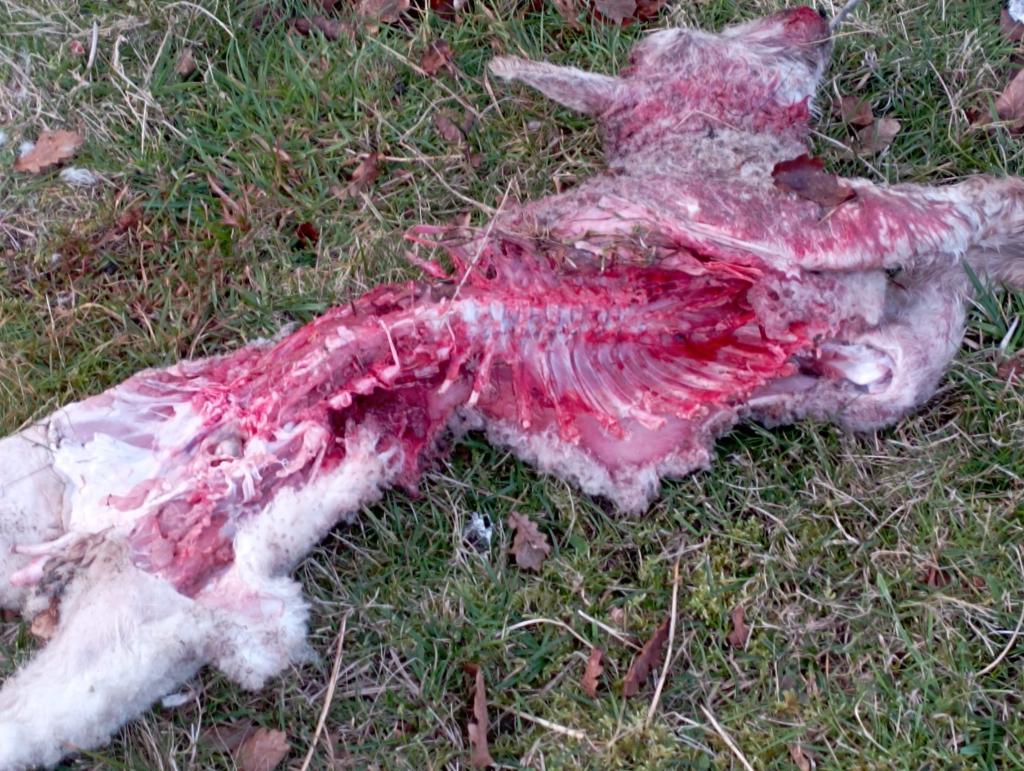 Aparecen dos corderos muertos por un ataque de otro animal en el Roxidorio, en Ables