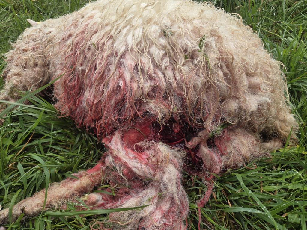 El ataque de dos perros deja tres ovejas muertas en Siero