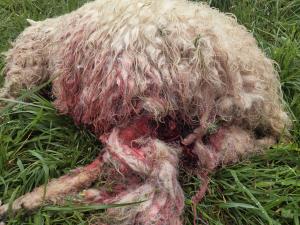 El Tapin - El ataque de dos perros deja tres ovejas muertas en Siero