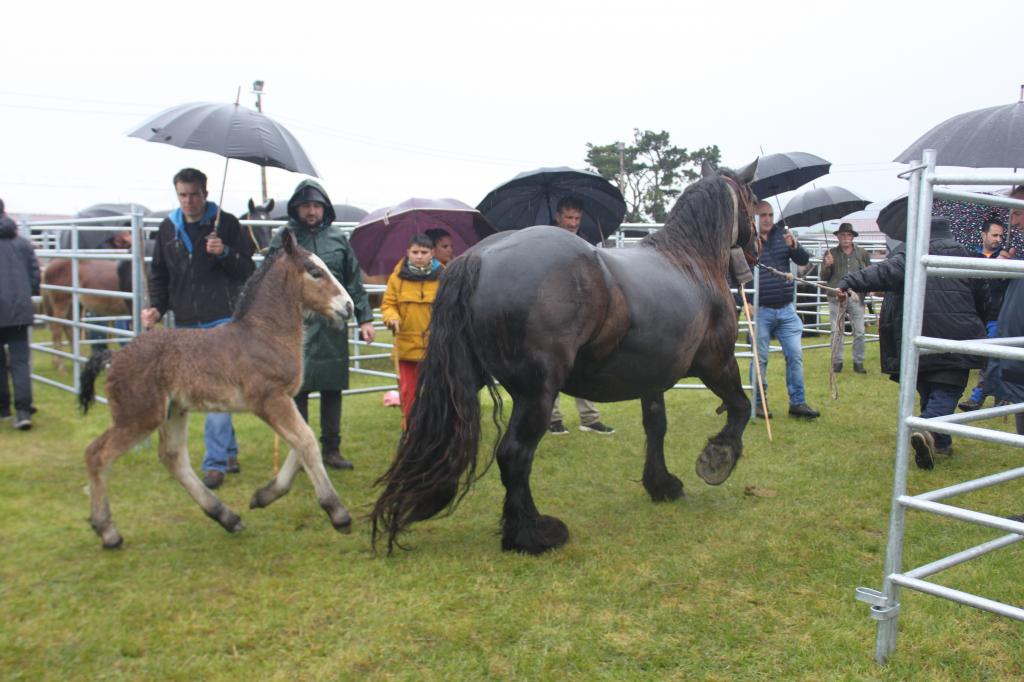 Llanera inicia los preparativos para la Feria de San Isidro con la apertura de reservas de corrales