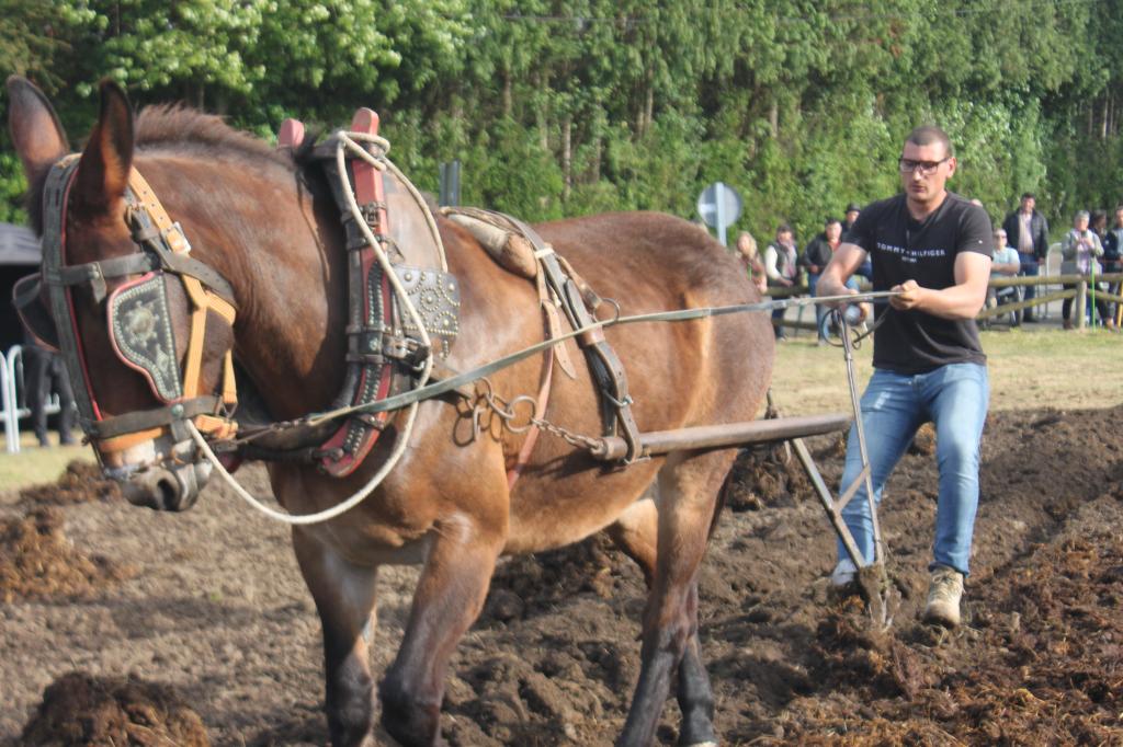 La Feria de Ganado de San Isidro reúne tradición y actividad agroganadera en Llanera