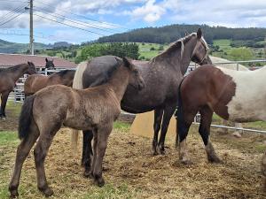 El Tapin - La Feria de San Isidro consolida su perfil equino con un 90% de ventas y ejemplares de hasta 9.000 euros