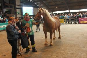 El Tapin - El Concurso Regional de Ganado Equino de la Montaña Asturiana bate récord de participación en Pola de Siero