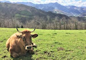 Medio Rural prorroga hasta el 31 de julio las medidas de prevención frente a la dermatosis nodular contagiosa