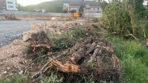 El Tapin - La Coordinadora Ecoloxista denuncia nuevas talas en la ribera del río Severies en Posada de Llanera