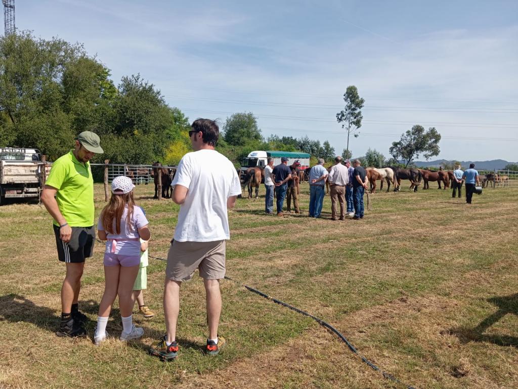 La Feria de San Antonio de Las Regueras reúne más de medio centenar de caballos en una edición marcada por la ausencia de ganado vacuno