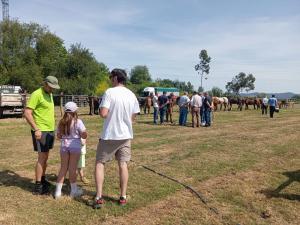 El Tapin - La Feria de San Antonio de Las Regueras reúne más de medio centenar de caballos en una edición marcada por la ausencia de ganado vacuno