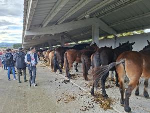 El Tapin - Llanera abre mañana el plazo para solicitar las ayudas del "Programa de Apoyo al Sector Primario", dotado con 100.000 euros