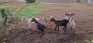 El Tapin - Buscan al dueño de varias cabras que llevan días vagando por Mariñes junto a un perro