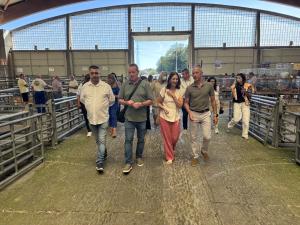 El Tapin - Agrosiero 2026 abre su 41ª edición con el Gochu Asturcelta como protagonista ante las restricciones al ganado vacuno