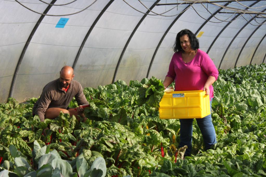 El Tapin - Llanera desarrolla el  Proyecto “Caleya” que aporta un complemento alimenticio local, ecológico y accesible a las familias con menos recursos